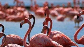 Фотография к новости: Қорық инспекторы: Қорғалжынның бренді – қоқиқаз