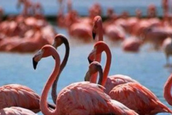 Фотография к новости: Қорық инспекторы: Қорғалжынның бренді – қоқиқаз