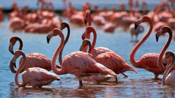 Фотография к новости: Қорық инспекторы: Қорғалжынның бренді – қоқиқаз