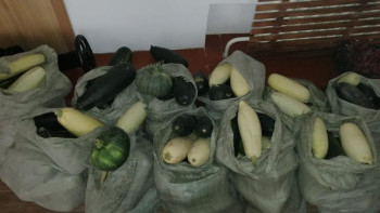 Фотография к новости: Жақыныңа жанашыр бол: Колледж студенттері бау-бақша өсіріп, өнімдерін мұқтаж жандарға таратуда