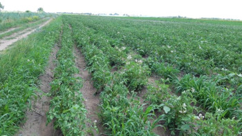 Фотография к новости: Павлодарлық колледж студенттері вируссыз картоп өсіруде