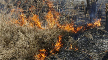 Фотография к новости: Алматыда жыл басынан бері құрғақ шөптердің 295 жану дерегі тіркелген