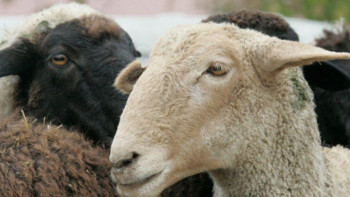 Фотография к новости: Құрбандық еті түгелдей мұқтаж жандарға таратылады – Бас мүфти 