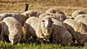 Фотография к новости: Құрбандыққа шалынатын малдың бағасы қаншадан басталады?