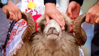 Фотография к новости: Пайғамбарымыздың (с.ғ.с) құрбандық сатып алуға тапсырыс берген оқиғасы бар 