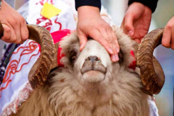 Фотография к новости: Пайғамбарымыздың (с.ғ.с) құрбандық сатып алуға тапсырыс берген оқиғасы бар 