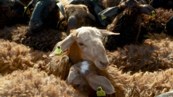 Фотография к новости: 35-40 мың теңгенің қойлары шариғат талабына сай келмейді – бас имам