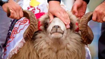 Фотография к новости: Онлайн режимдегі құрбандық шалу қалай жүзеге асырылады?