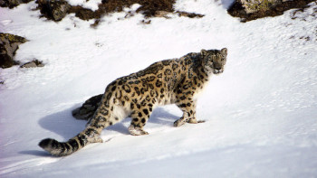 Фотография к новости: Жануарларға арналған заңнамада оларды күтіп ұстауға қатысты ереже жоқ