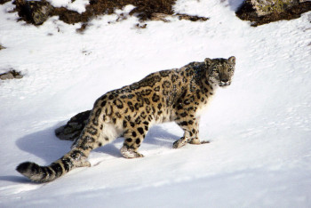 Фотография к новости: Жануарларға арналған заңнамада оларды күтіп ұстауға қатысты ереже жоқ