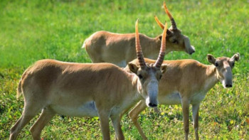 Фотография к новости: Қазақстанда жануарларға қатыгездік көрсеткені үшін тағайындалатын жаза тым жеңіл 