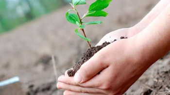 Фотография к новости: Алматыда күзде 250 мыңға жуық жасыл желек отырғызылады