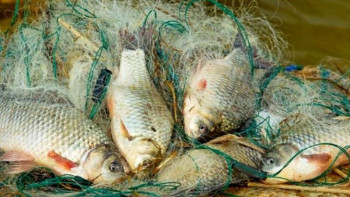 Фотография к новости: Өткен жылы 45 мың тонна балық ауланған – министр 