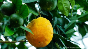 Фотография к новости: Ботаникалық бақ. Астанадағы жылыжайда не өседі? 