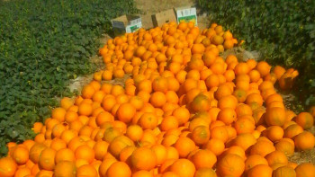 Фотография к новости: Биыл Түркістанда да қауын-қарбыз бағасы аспандап тұр