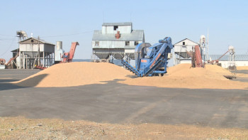 Фотография к новости: Павлодар облысында 900 гектар жерден дәнді-дақыл жиналады 