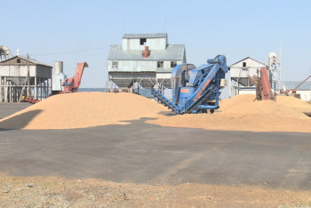 Фотография к новости: Павлодар облысында 900 гектар жерден дәнді-дақыл жиналады 