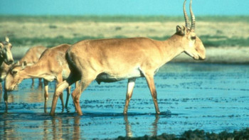 Фотография к новости: Президент жануарларды қорғауға қатысты заң жобасын әзірлеуді тапсырды