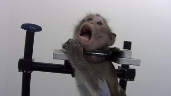 Фотография к новости: Әзірге жануарларды өлтіргендерге қандай жаза қолданылатыны анықталған жоқ