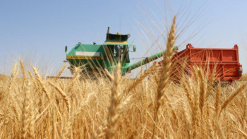 Фотография к новости: Биыл қамбаға қанша астық жиналады?