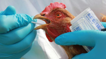 Фотография к новости: СҚО-да құстарды әдейі өлтіруі мүмкін. Ақпарат қаншалықты рас?