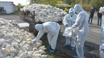 Фотография к новости: Құс тұмауы: АШМ құстардың жаппай қырылу себебін түсіндірді