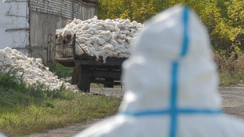 Фотография к новости: Құс тұмауы: Бірқатар ауданға шектеу қойылды