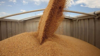 Фотография к новости: Қытайға бидай экспорты артуы мүмкін – Сапархан Омаров 