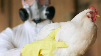 Фотография к новости: Құс тұмауы. Оңтүстікте құстар қырылып жатыр