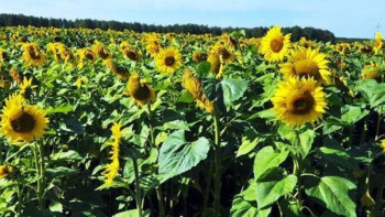 Фотография к новости: ШҚО-да май дақылдары егілетін егістіктер көлемі ұлғайтылады