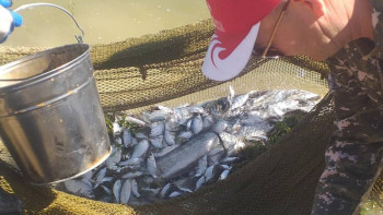 Фотография к новости: ШҚО-да балық құтқару жұмыстары қарқын алуда