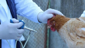 Фотография к новости: АШМ құс тұмауына қарсы вакцина дозасын көбейтті
