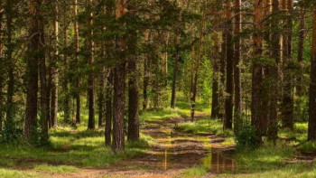 Фотография к новости: Ертіс өңірінде соңғы бес жылда орман қоры ұлғайған