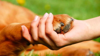 Фотография к новости: Жануарларды қорғау бойынша қоғамдық бақылауды күшейту керек – Абақанов 