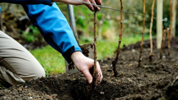 Фотография к новости: Тал отырғызу – бабамыздан қалған дәстүр