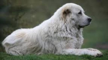 Фотография к новости: Кинологиялық қызметті төбеттер толықтырады 