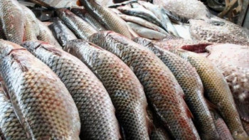 Фотография к новости: Қазақстан балығы қандай елдерге экспортталады? 