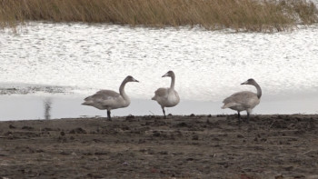 Фотография к новости: Құс тұмауы: Павлодар облысында жабайы құстардың қырылуы тіркелген жоқ