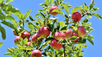 Фотография к новости: Түріктер Қазақстанда алма бағын отырғызады 