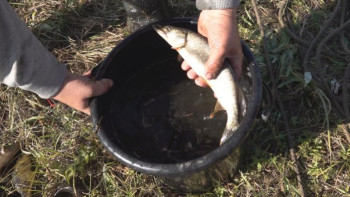 Фотография к новости: Павлодар облысында шағын көлшіктердегі шабақтар құтқарылуда﻿ 