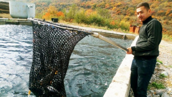 Фотография к новости: Пандемия балық шаруашылығына қалай әсер етті?