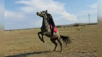 Фотография к новости: Атбегі қыз: Ат көрсем, жақын досымды көргендей боламын