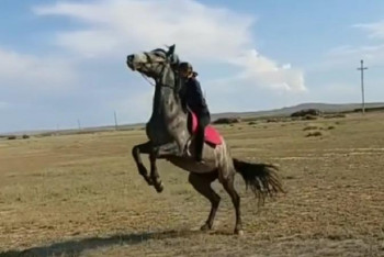 Фотография к новости: Атбегі қыз: Ат көрсем, жақын досымды көргендей боламын