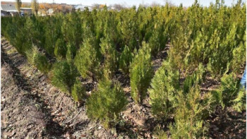 Фотография к новости: Ақсулық металлургтер 800 түп ағаш отырғызды