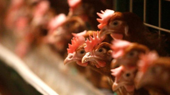 Фотография к новости: Қазақстанда қанша фабрикадан құс тұмауы тіркелгені белгілі болды 