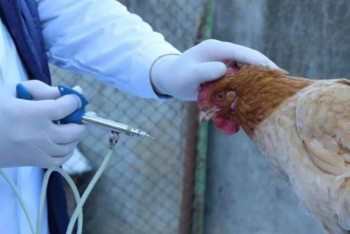 Құс тұмауы. Қазақстанның 7 облысында карантин енгізілді