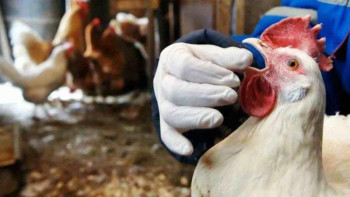 Фотография к новости: Құс тұмауы әлемнің 26 елінде тіркелген 