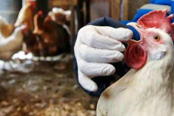 Фотография к новости: Құс тұмауы әлемнің 26 елінде тіркелген 