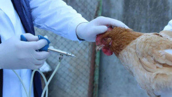 Фотография к новости: Құс тұмауы. Вакцина тапшылығы бар