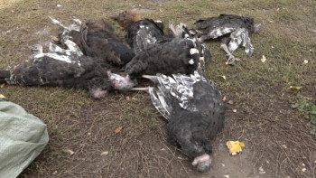 Фотография к новости: Ертіс өңірінде құстардың жаппай қырылуы тоқтады